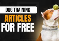 Dog Training PLR Articles For Free – Publish in Seconds!
